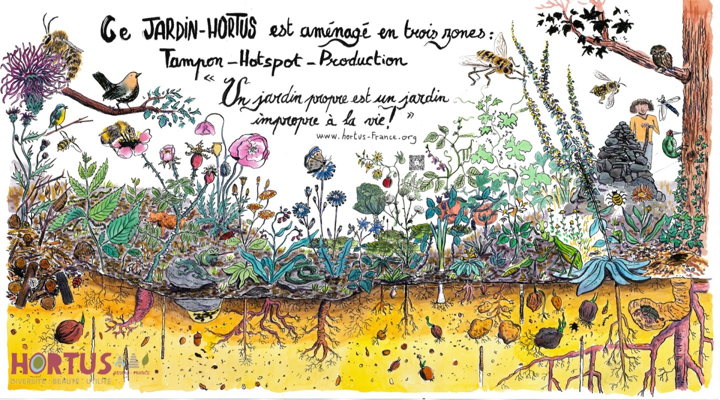Jean-Alfredo.com - Le jardin hortus - Illustrer l'Hortus.